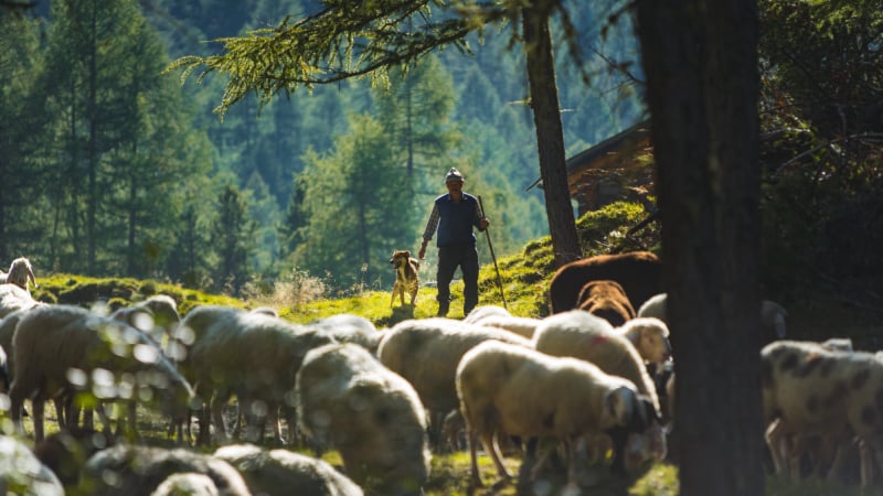 Almwirtschaft im Vinschgau-Südtirol